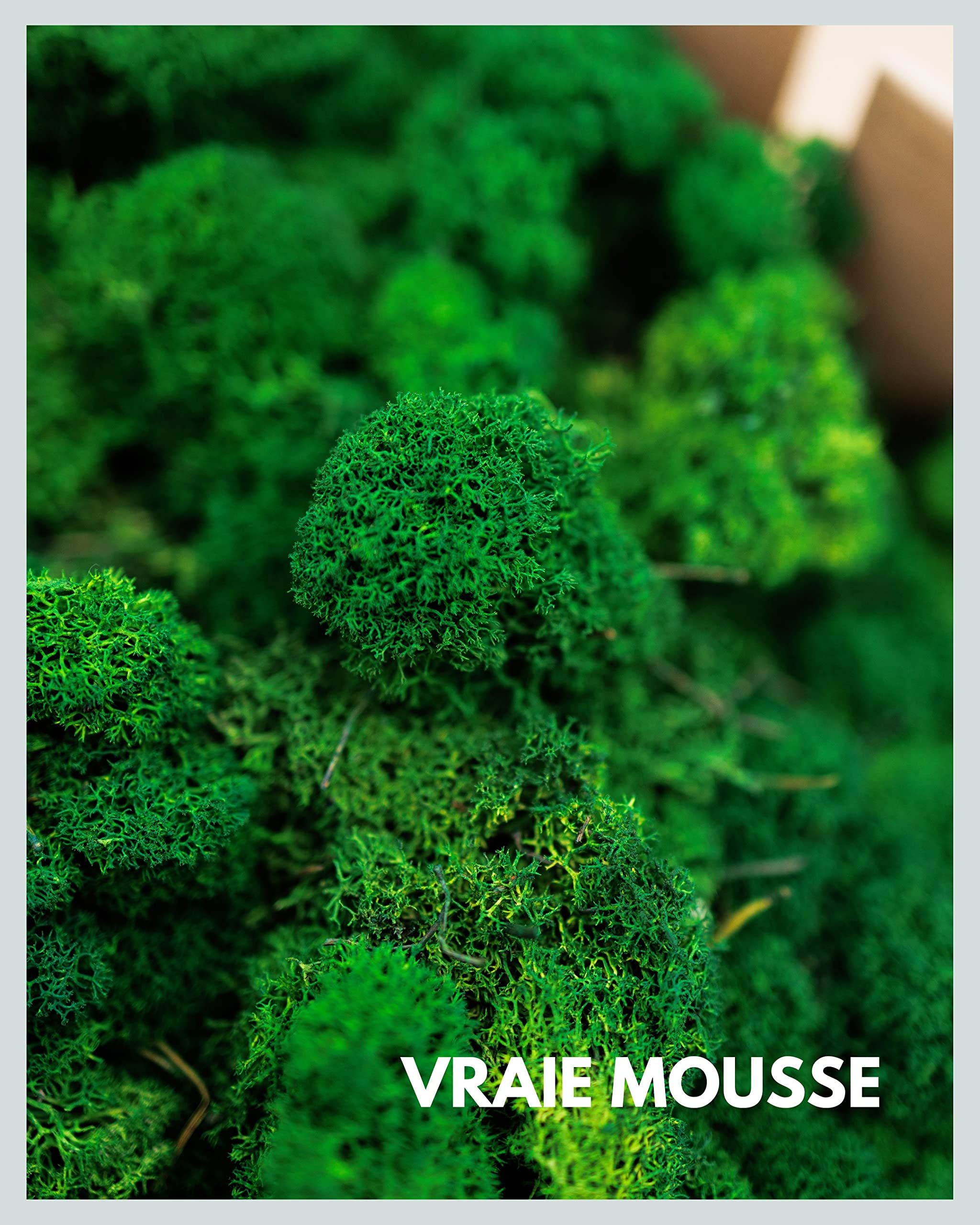 Mousse Naturelle Décorative Mia Milano - Plaque Réutilisable Pour Crèches Et DIY - Vert Lime 500g