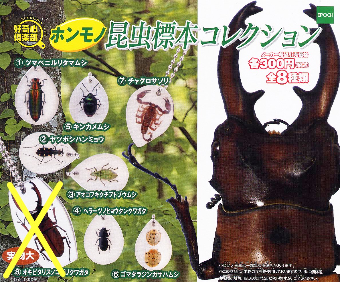 昆虫標本　コレクション Amazon | 好奇心倶楽部 ホンモノ 昆虫標本コレクション 7種