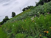 Review Image by Mac Mac