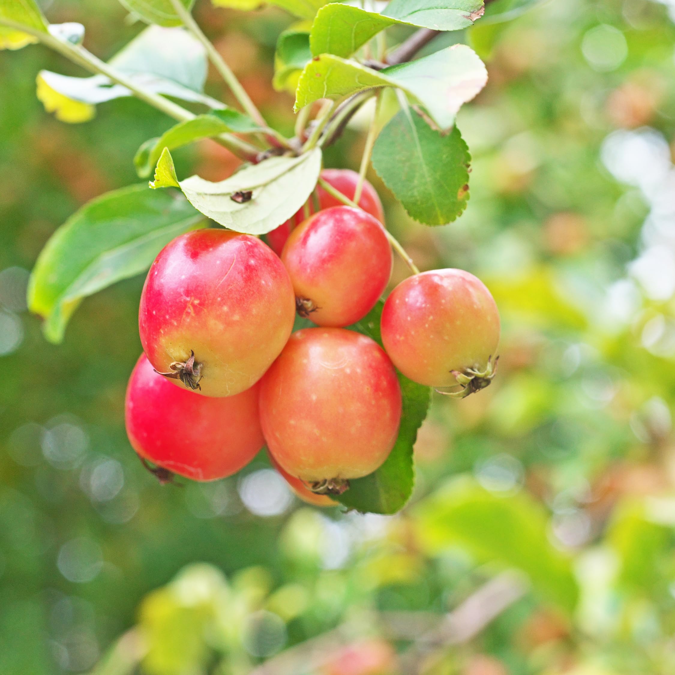 Plant in a Box - Obstbäume - 8er Set - Kirsch-, Birnen-, Apfel-, Pflaumenbaum - Höhe 60-70cm - Topf 9cm - Winterharte Obstbäume für Balkon & Garten – Blühend & ertragreich