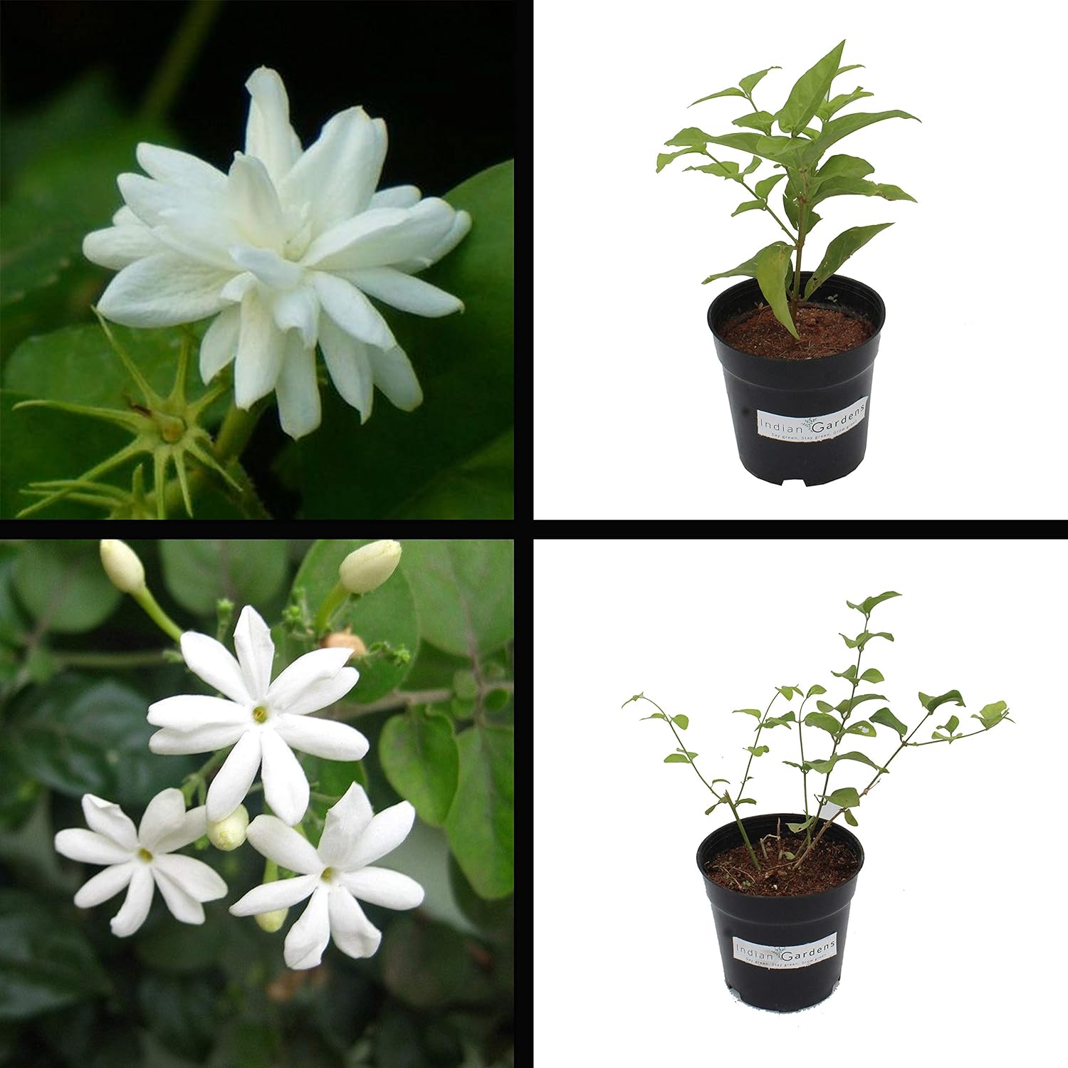 Indian Gardens Mysore Mali And Mullai Jasmine Plant/Indoor/Outdoor