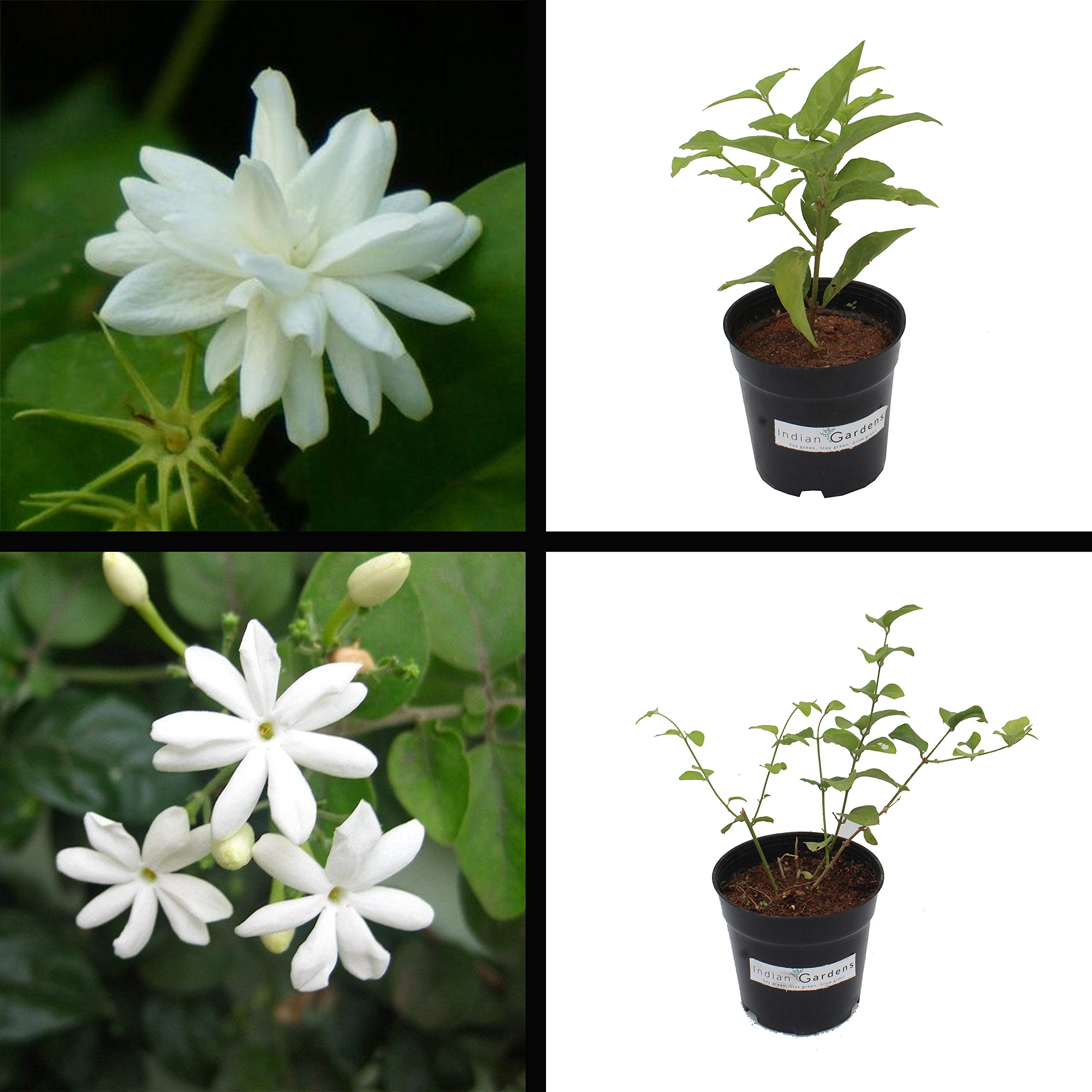 See full amazon price history chart for Indian Gardens -Mysore Mali And Mullai Jasmine Plant/Indoor/Outdoor Plant With (4 Inch Pot) Indian Gardens -Mysore Mali And Mullai Jasmine Plant/Indoor/Outdoor Plant With (4 Inch Pot) (B08QMJ2BJD) Amazon Price History, Amazon Price Tracker