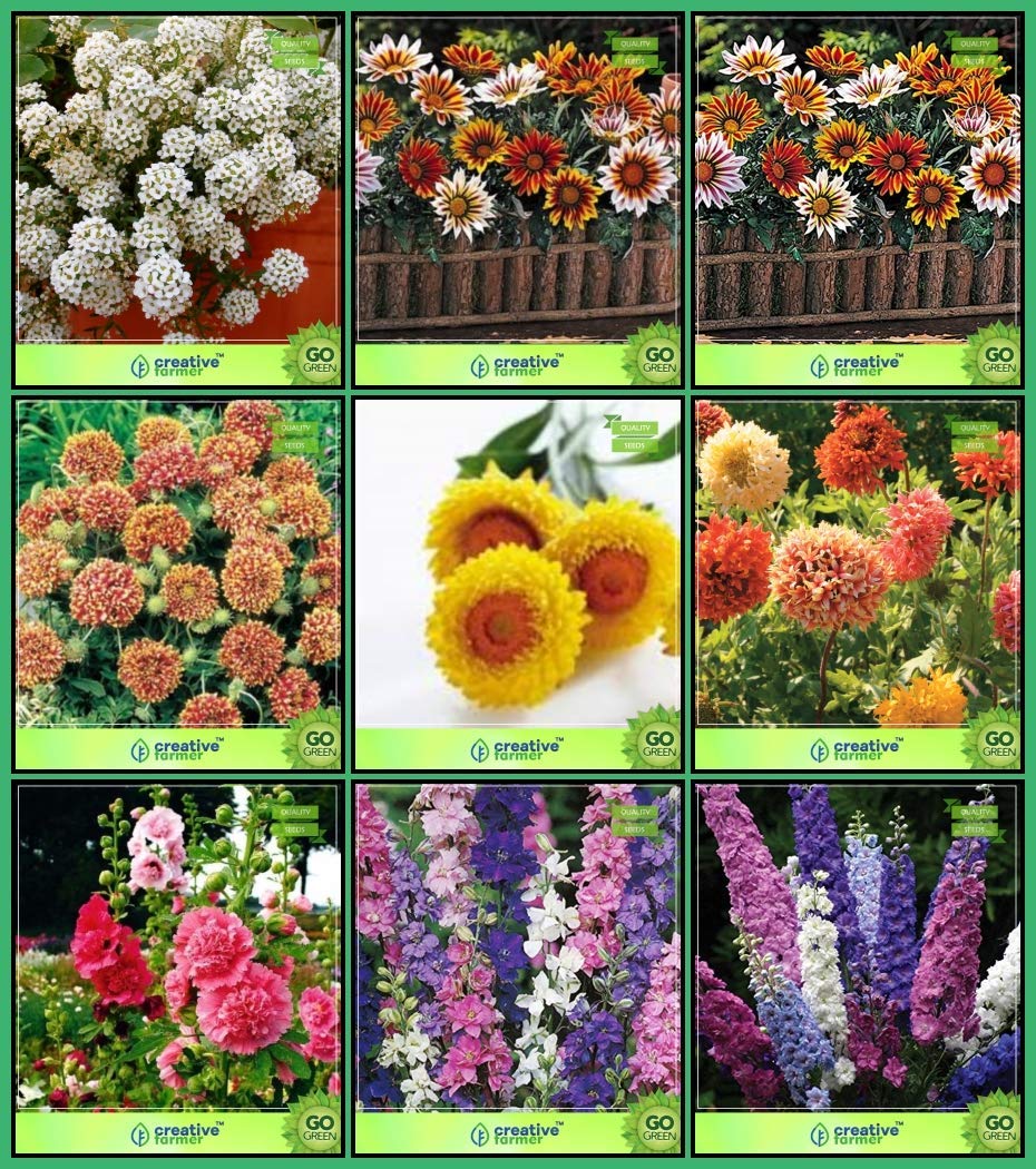 OhhSome Pack Seeds Combo Flower Seeds Alyssum, GazaniaSunshine