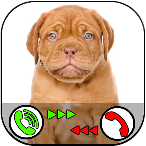 Pet Animals Video Call Prank