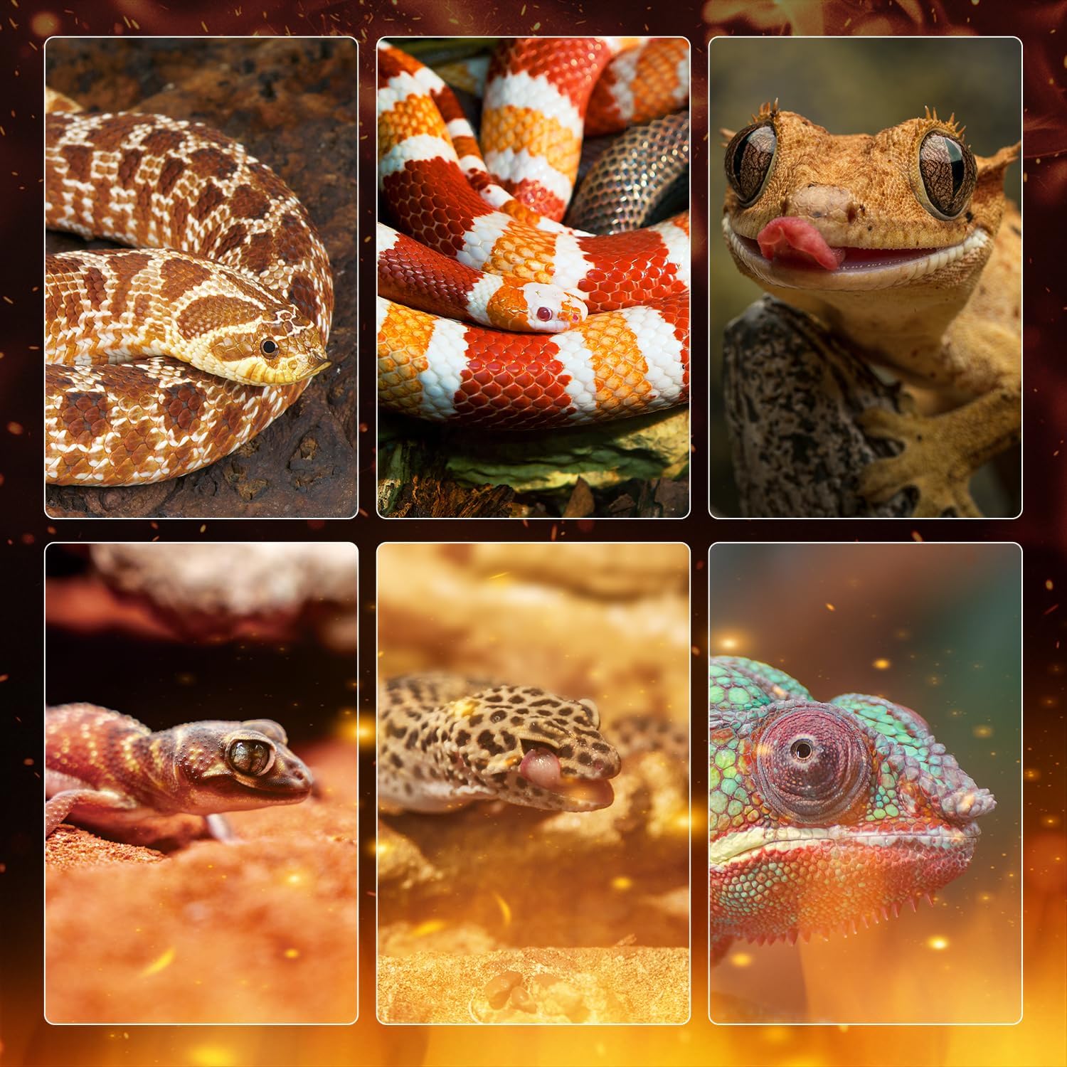 Oiibo Reptile Heating Panel Temperature Adjustable Reptile Heat Panel for Terrariums, Energy Efficient & Non-Light Heater for Reptiles, Snakes, Crested Gecko,Turtles,Leoparaand Amphibians