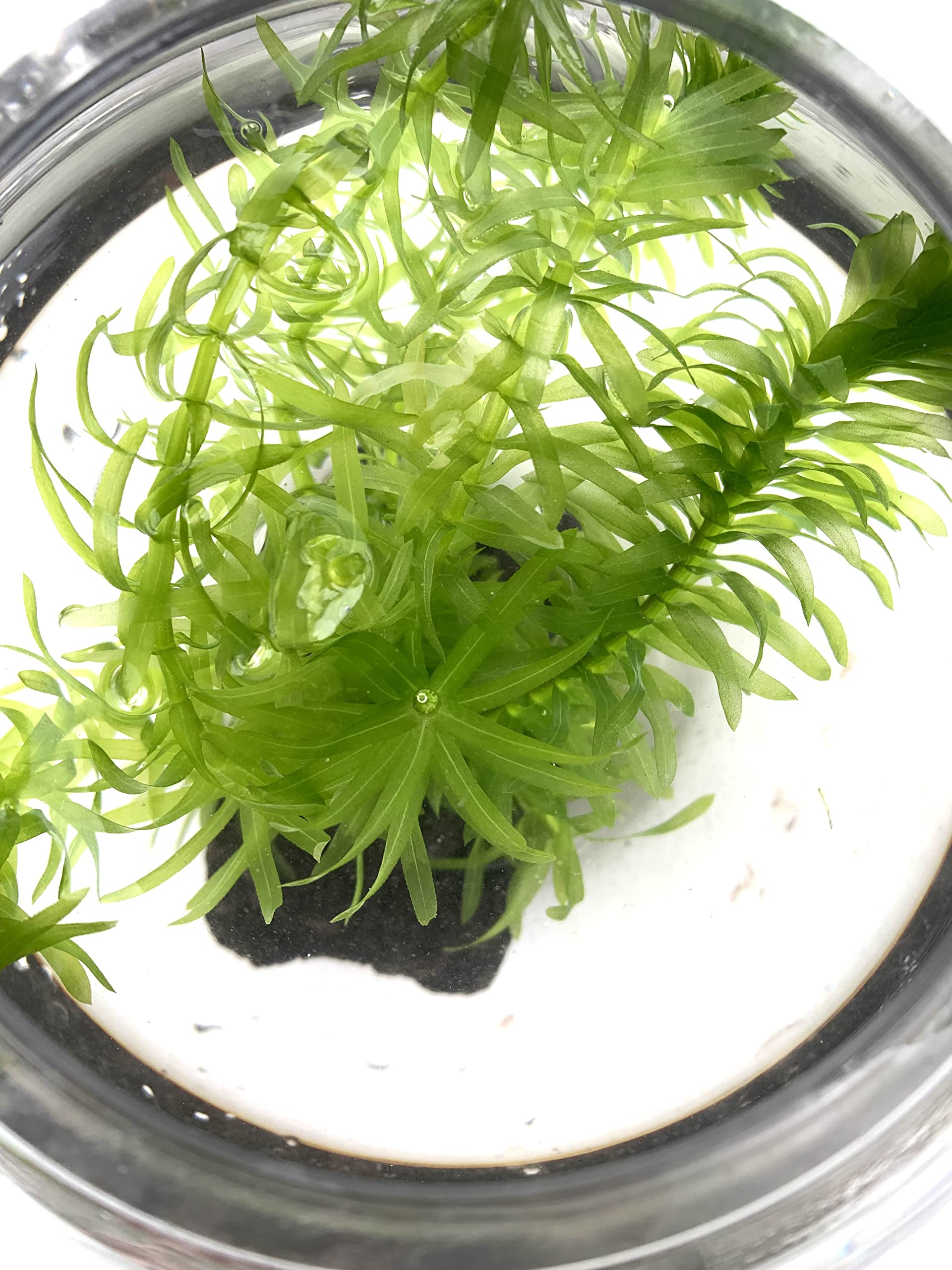 【専用ページ】天然アナカリス1000本 専用ページ】天然アナカリス、1000本で9400円