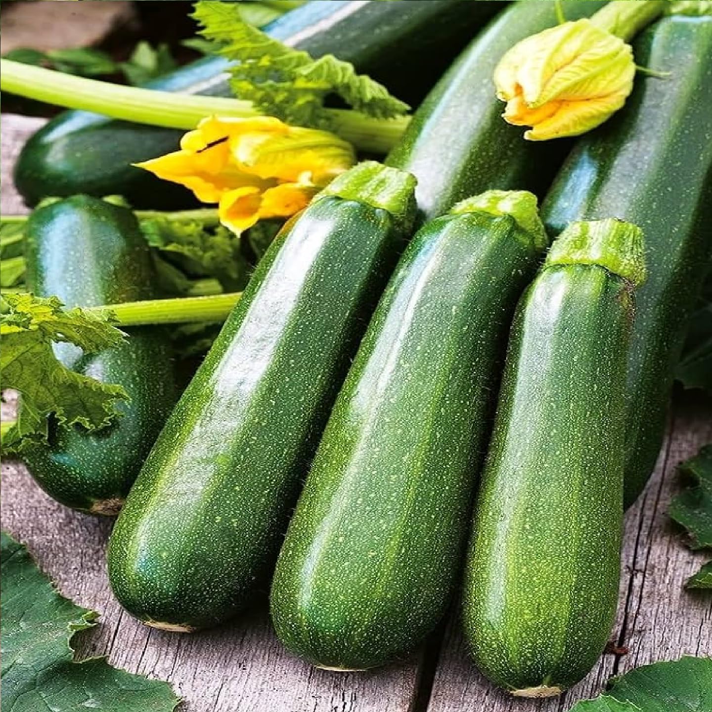Zucchini Seeds Green "Hybrid" Squash Seeds for Home Garden | Zucchini Seed For Planting | Non-GMO Seed | High germination rate By GROMAX India-picture-11