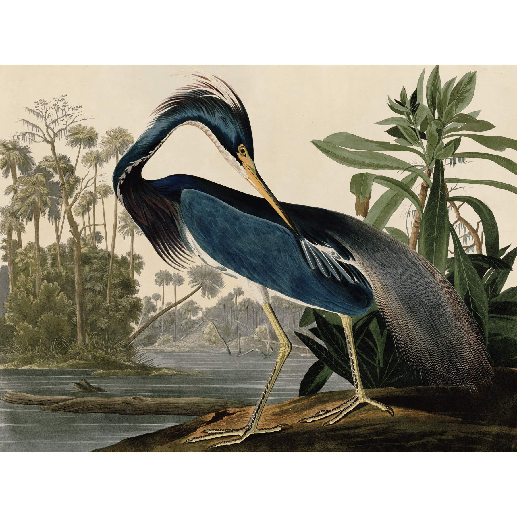 Artery8 Audubon Birds Louisiana Heron Painting Large Wall Art Poster Print Thick Paper 18X24 Inch