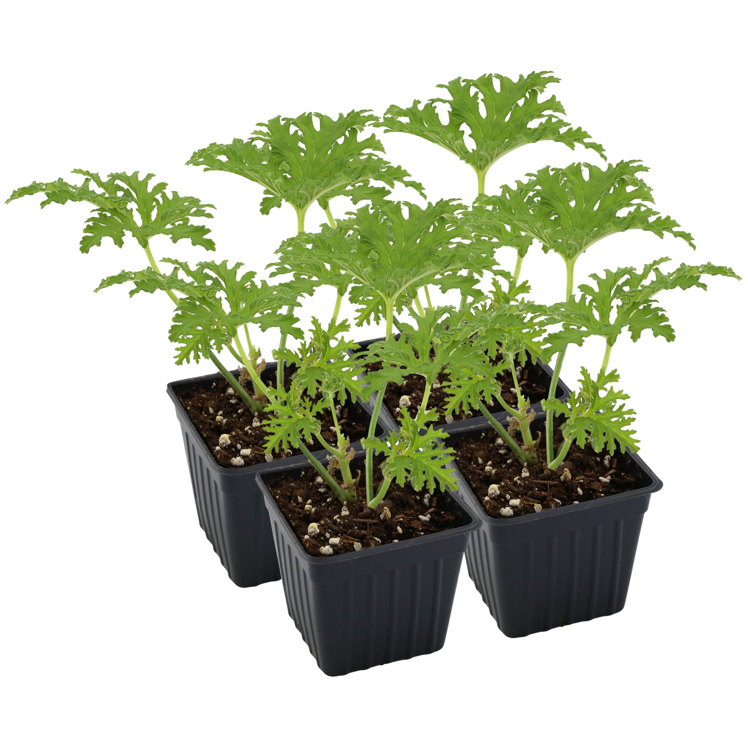 Citronella Geranium Plants 4-Pack