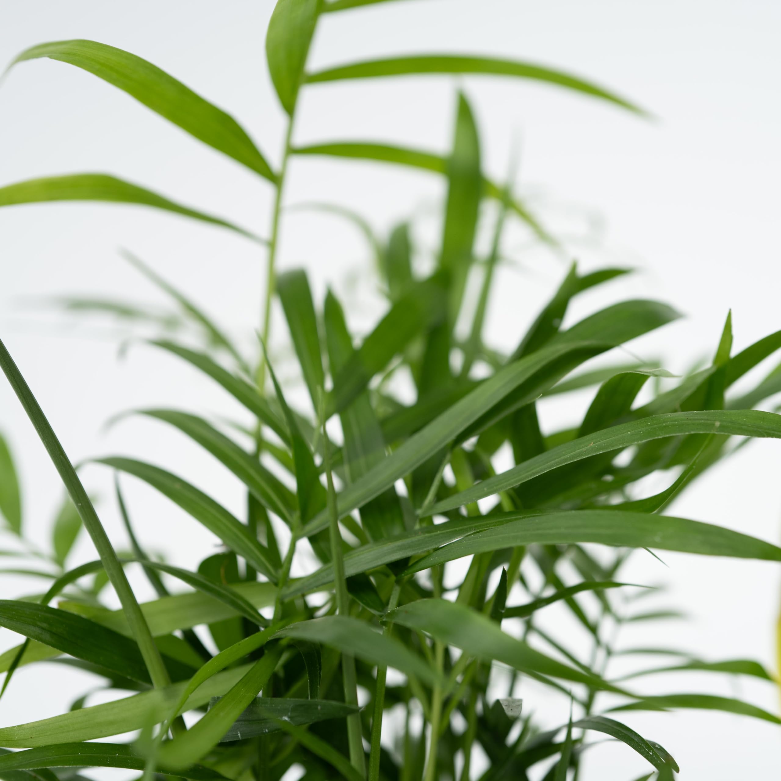 Plant in a Box - Plantes d'intérieur 'Entretien facile' - Set de 4 - Très facile d'entretien - Pot 12cm - Hauteur 25-40cm - Sansevieria, Chamaedorea, Ctenanthe, Clusia