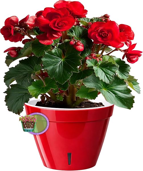 Santino ASTI Maceta de Riego Automático con Indicador de Nivel de Agua, Redonda, para Plantas, Flores, Hierbas (Ø 18 cm, Altura 14 cm, 2,5 L, Rojo/Blanco) - 4