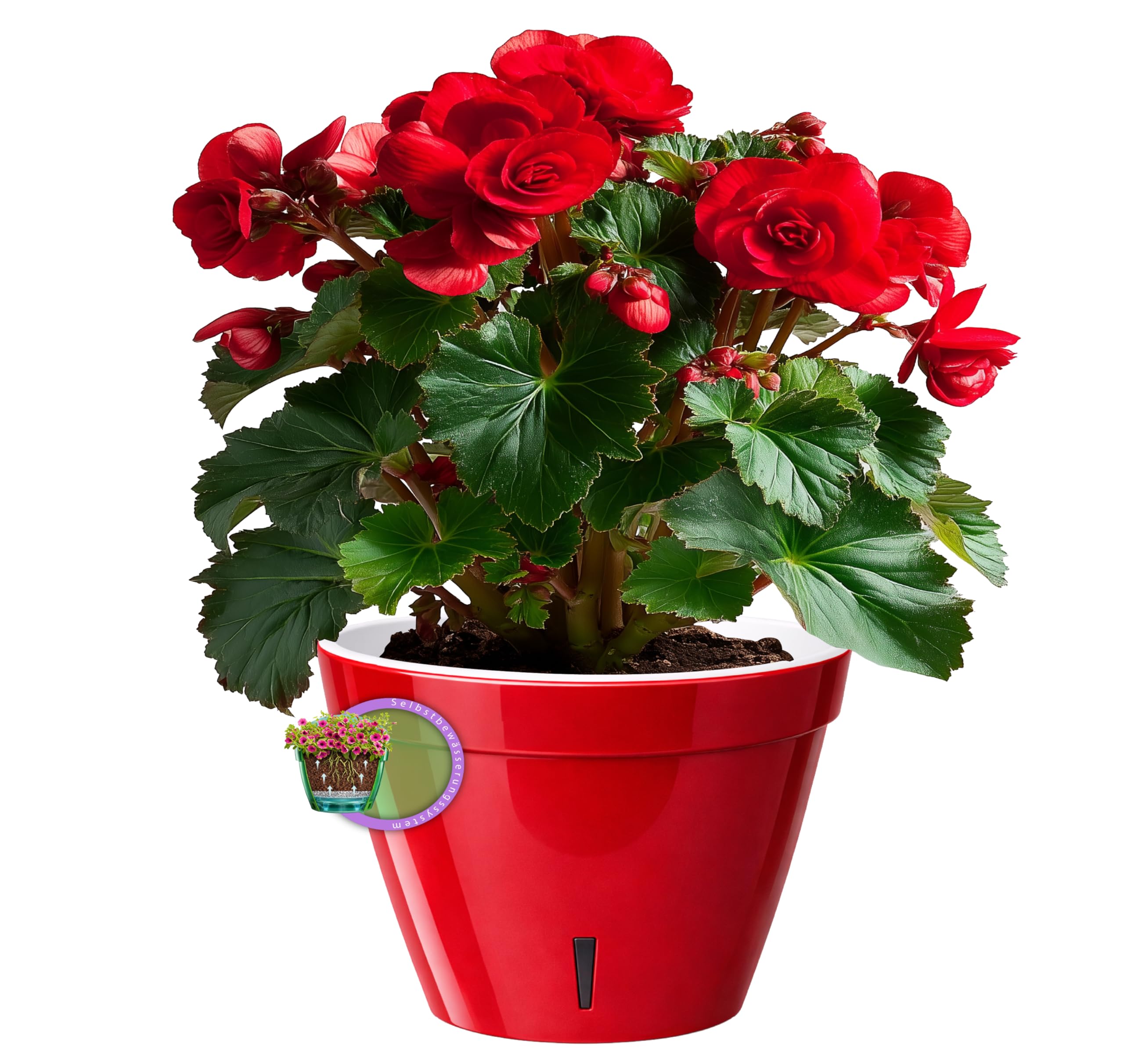 Santino ASTI Maceta de Riego Automático con Indicador de Nivel de Agua, Redonda, para Plantas, Flores, Hierbas (Ø 18 cm, Altura 14 cm, 2,5 L, Rojo/Blanco) — view 4