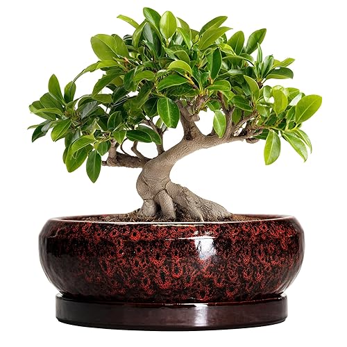 Bonsai Tree Pots - 10 Inch Ceramic Succulent Planters for