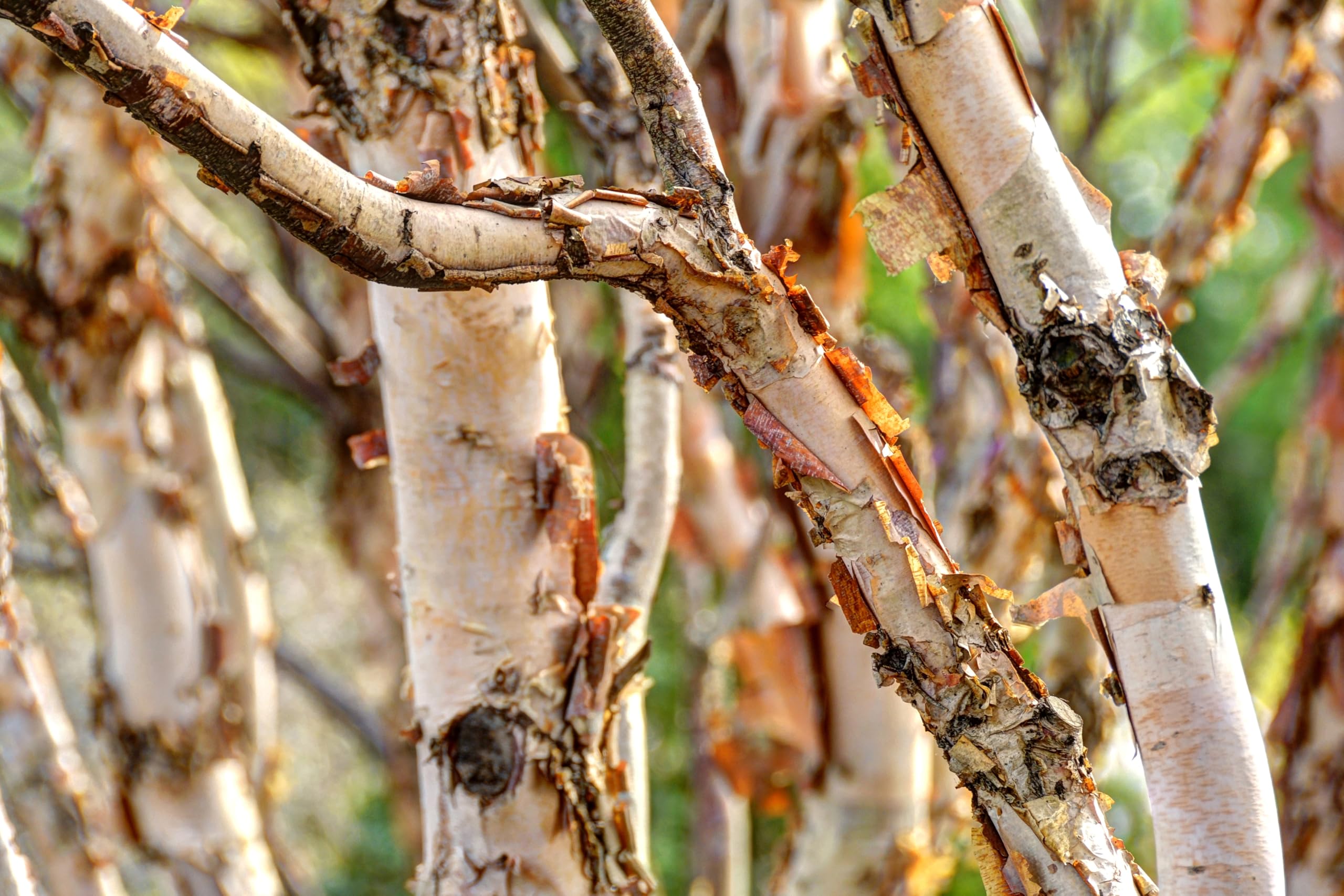 River Birch Tree Seedlings for Planting - Year Old Seedlings with Good Roots (10 Seedlings)