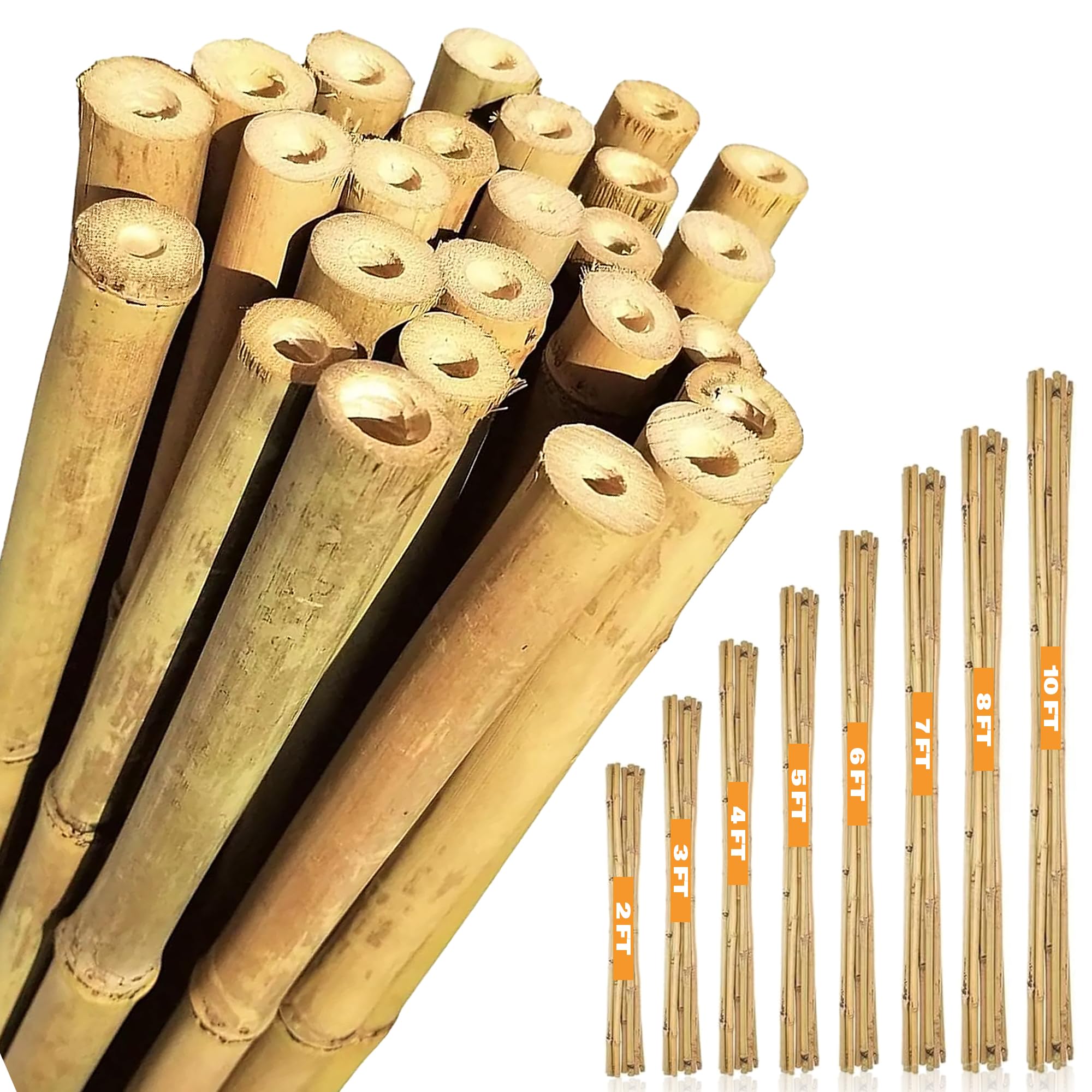 Bamboo Canes 2ft, 3, 4, 5, 6, 7 & 8ft – Natural Garden Bamboo Sticks for Plants From sizes from 10 to 250, Strong Plant Support Sticks, Bamboo Poles & Garden Canes for Climbing Plants & Tomatoes