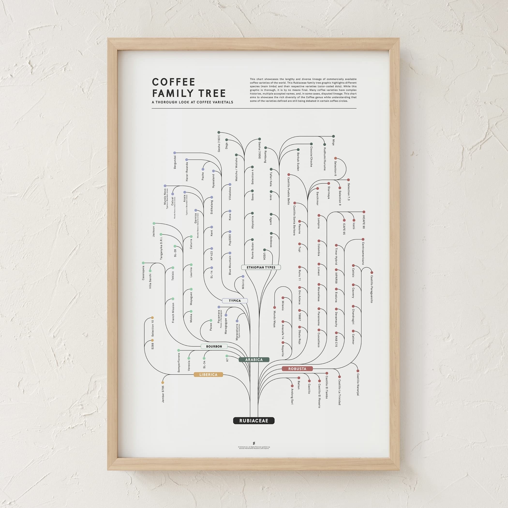 Amazon.com: Goldleaf Coffee Family Tree Chart Print - Coffee