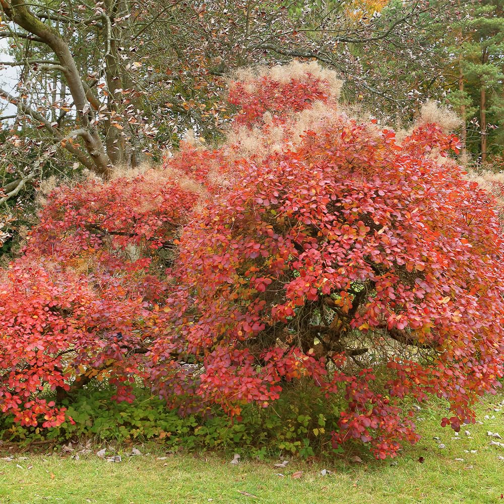 Amazon.co.jp: ITANSE スモークツリー ベルベットクローク 6号 1