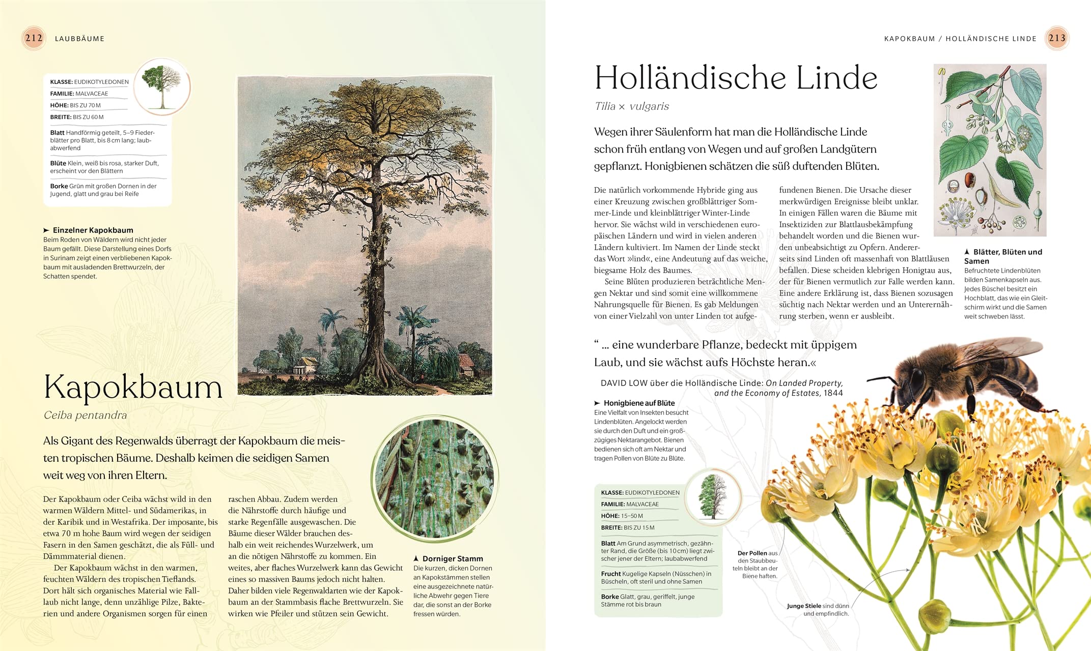 Bäume - Eine Natur- und Kulturgeschichte (DK Faszinierende Welt)