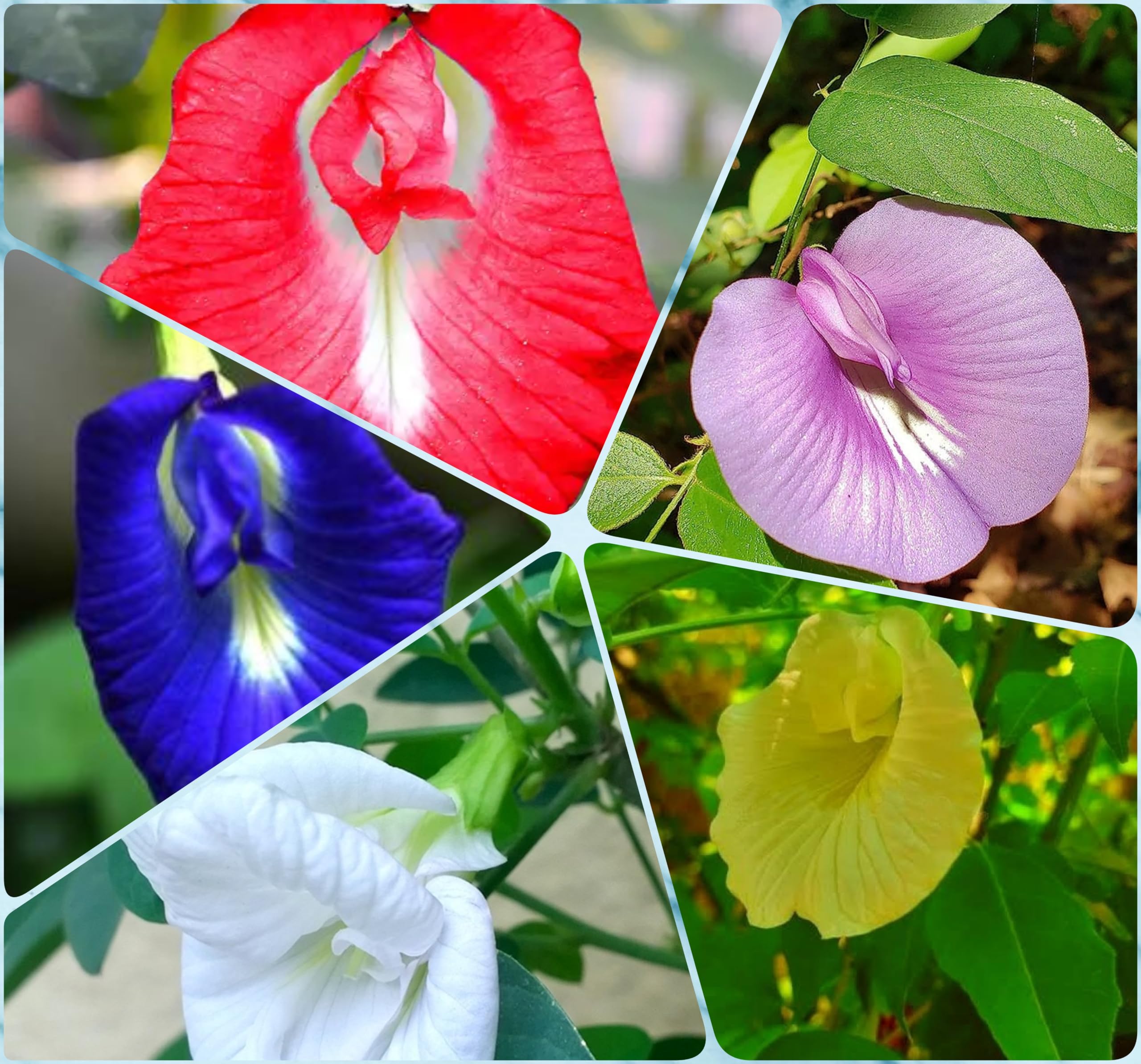 Aparajita Flower Plant Seeds 5 Colour Flower Plant Seeds (10 Seeds Per Variety, Total 50 Seeds With Added Growth Hormone Booster) (Large Quantity) (B0D5DB9RQS) Amazon Price History, Amazon Price Tracker