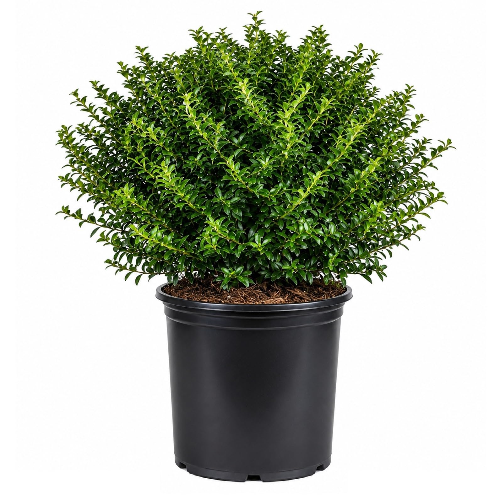 Soft Touch Holly 2.5 Gallon