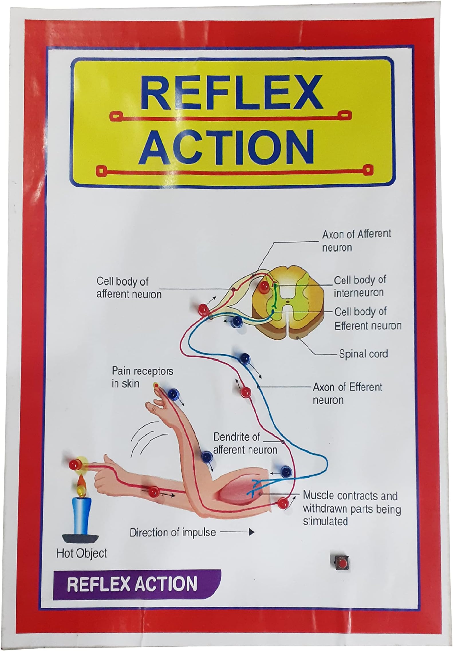 Reflex Action with Light Biology Science Working Model for Teaching Showing with Light Learning Kit.