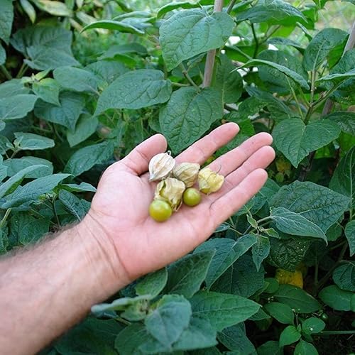 Giant Cape Gooseberry Seeds (Physalis peruviana) - Cápsula de semillas congeladas de 30 semillas, planta semillas ahora + almacenamiento de semillas