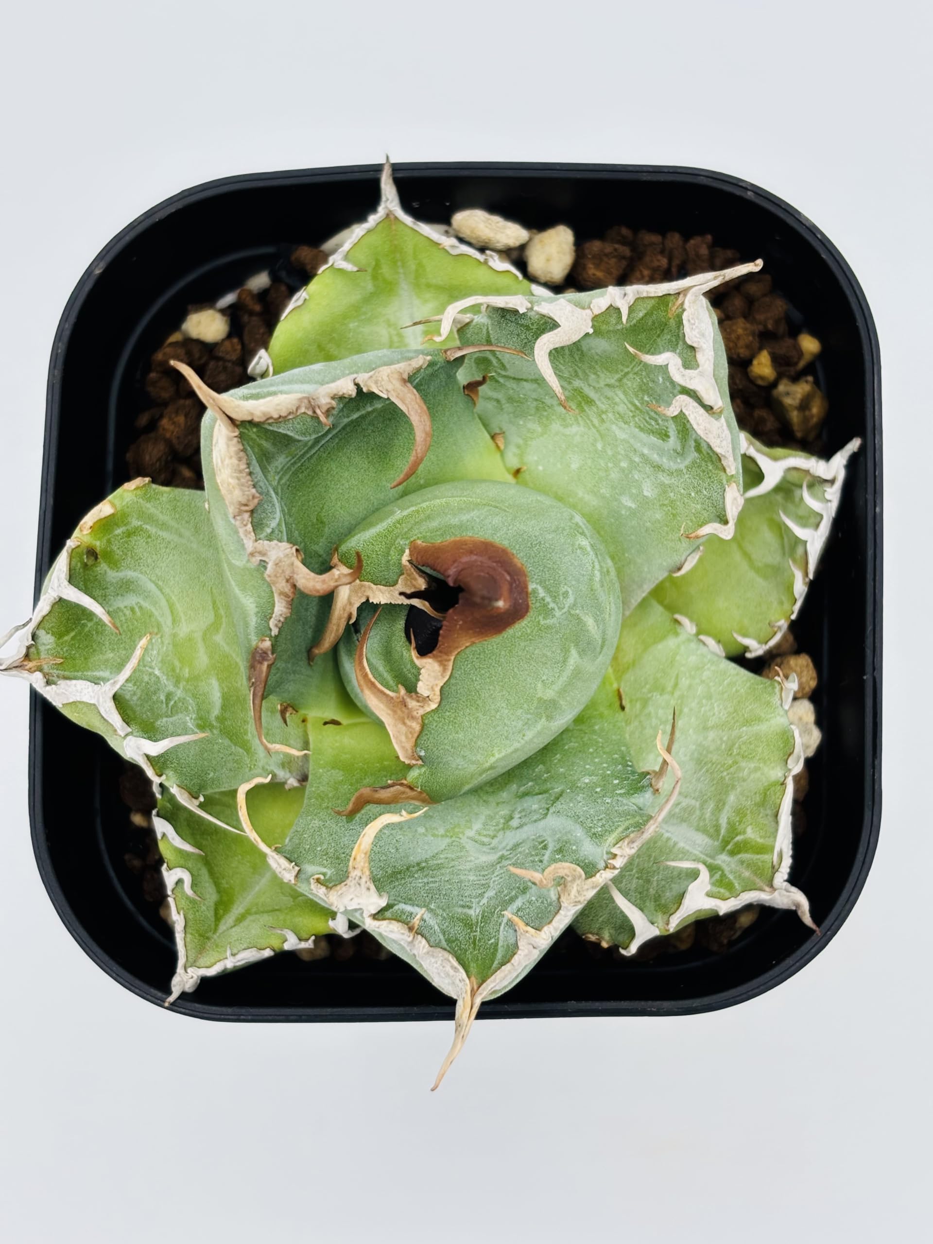 Amazon｜アガベ チタノタ 魔丸(ママル) / Agave titanota 'Mamaru