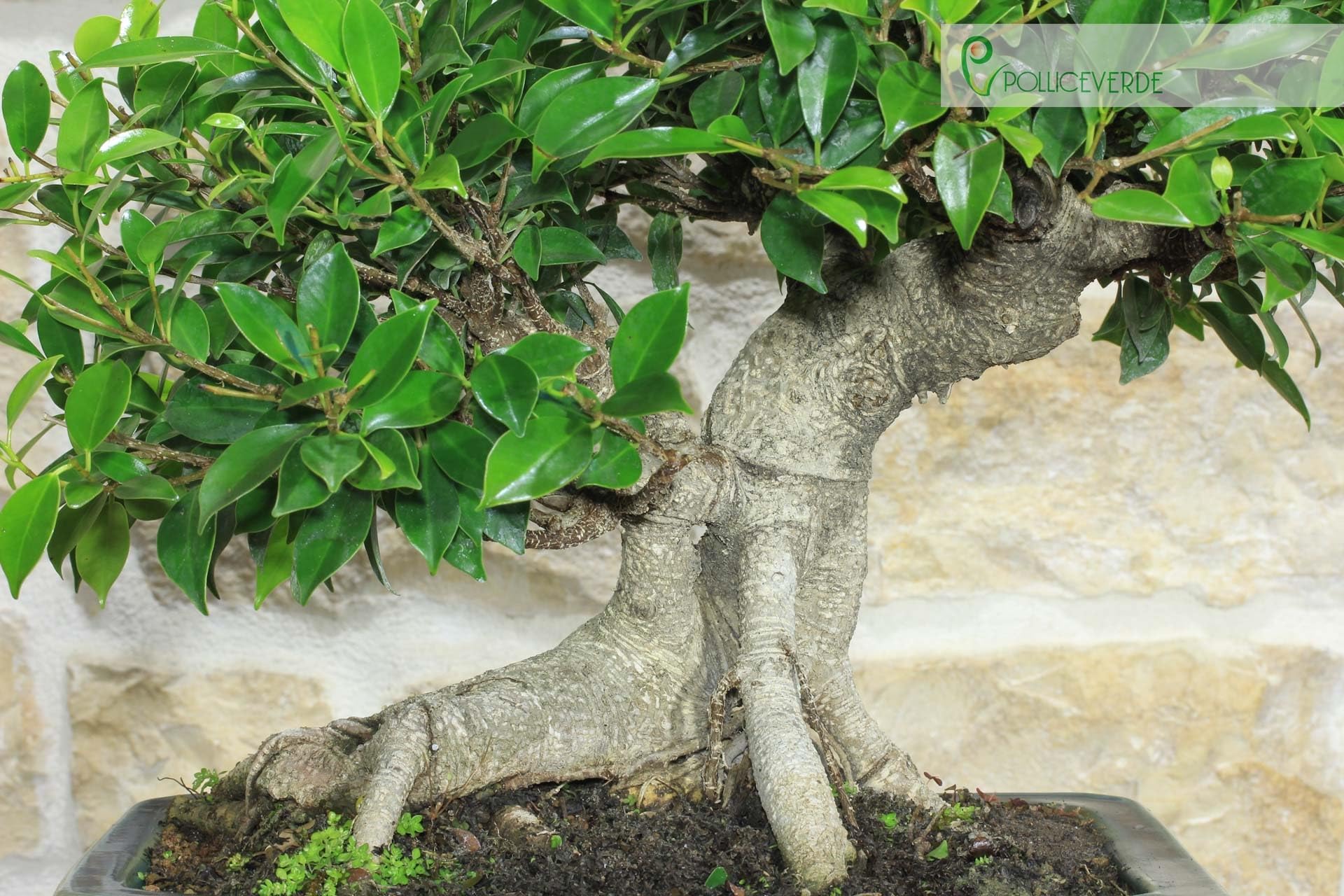 Bonsai di Ficus Retusa (162)