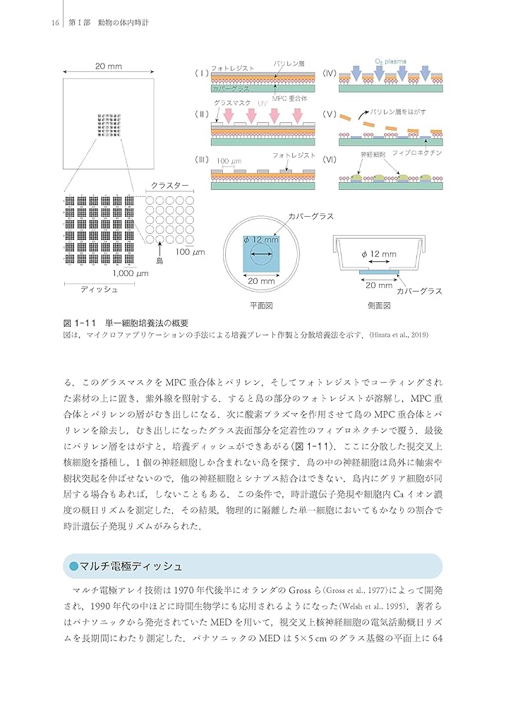 体内時計の研究　本間研一　本間さと　著 体内時計の研究 | 本間 研一, 本間 さと |本 | 通販 | Amazon
