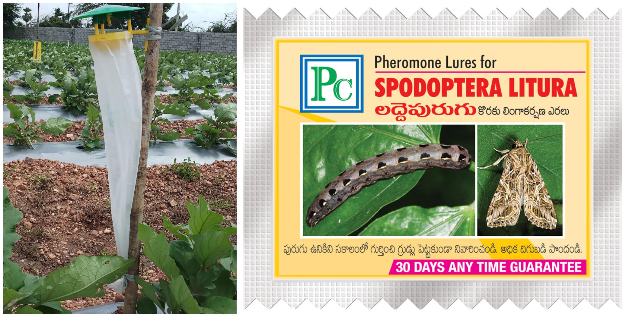 Pheromone Trap with Spodopetra litura Lure -10pack-image-40
