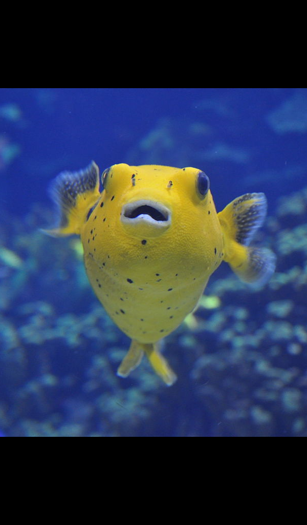 Puffer Fish Wallpaper -- HD Wallpapers of Puffer Fish! - App on Amazon ...