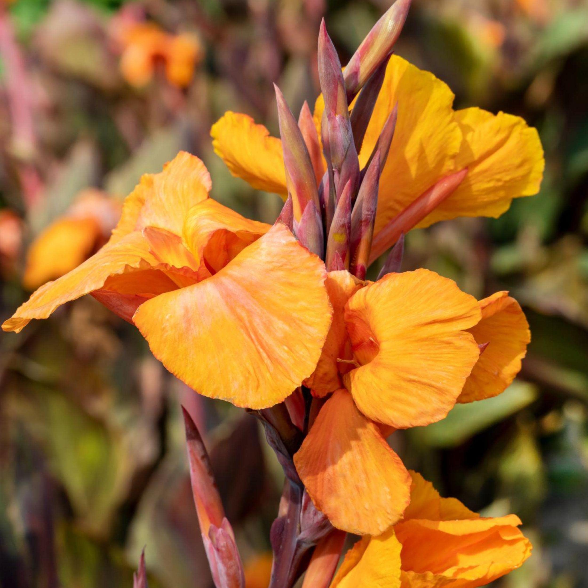 Chalily Canna Orange Taney