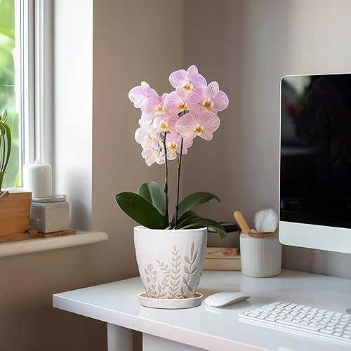 Miniatura 6 de Maceta de 6 pulgadas con drenaje y platillo Pequeña maceta decorativa para suculentas, hierbas, plantas, maceta para suculentas