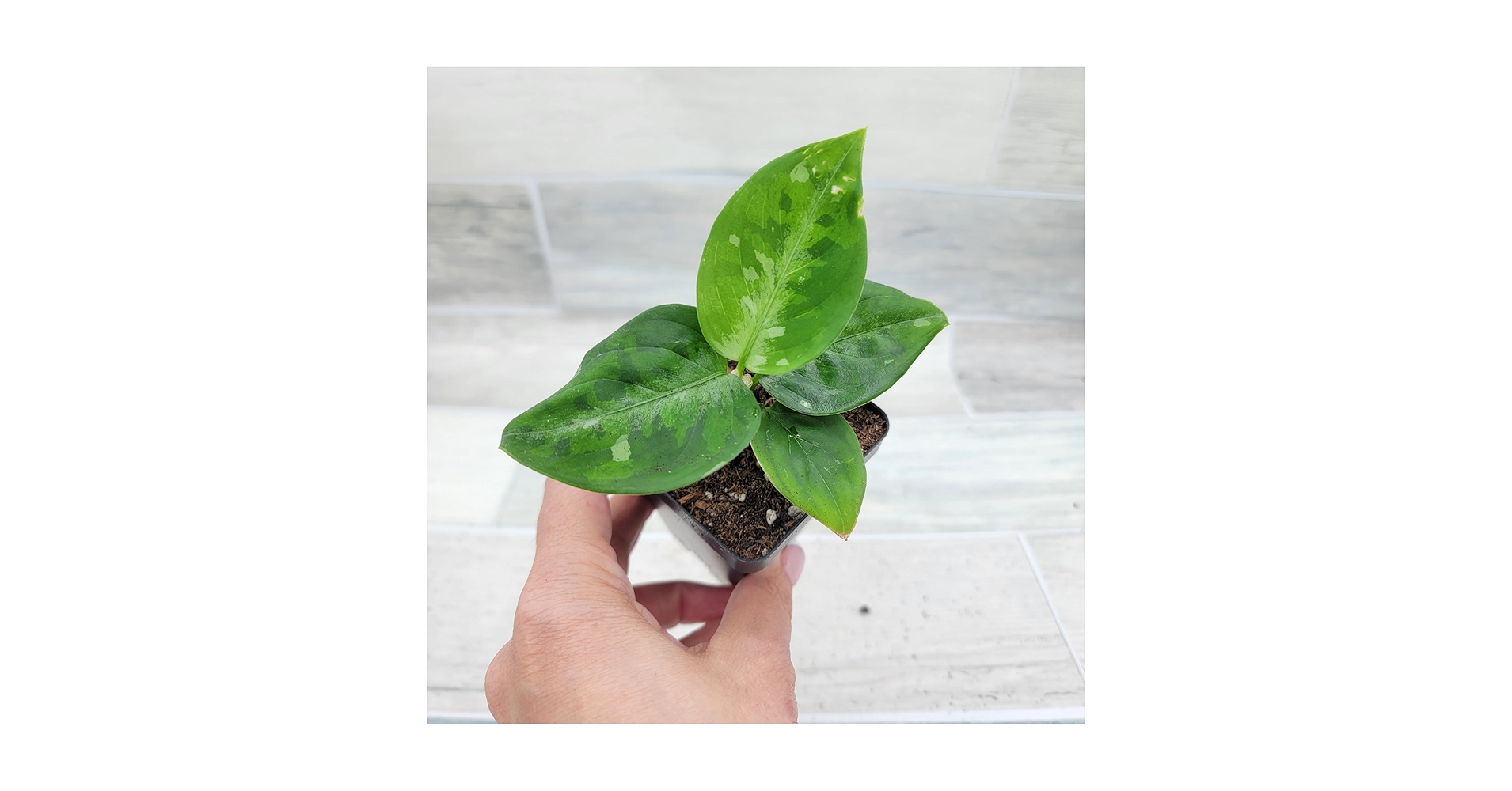 Amazon.com : Chinese Evergreen - Aglaonema Pictum Tricolor