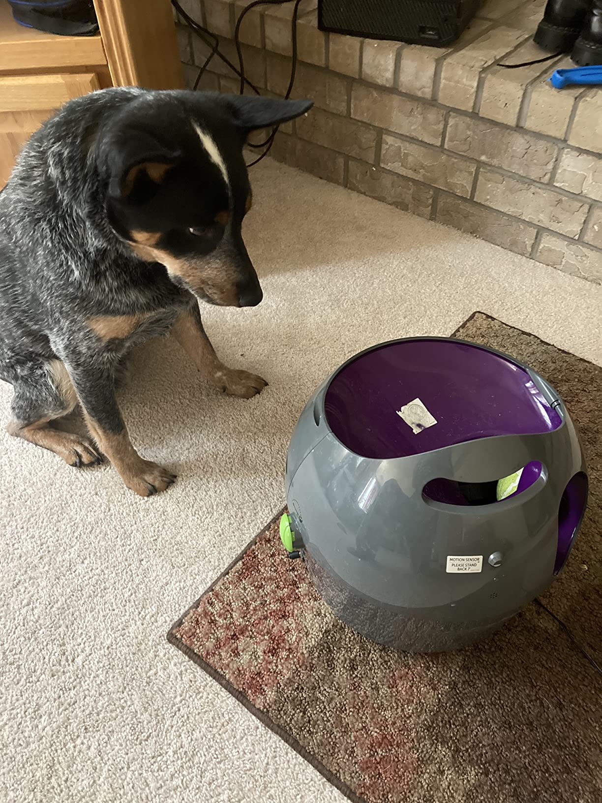 PetSafe Automatic Ball Launcher for dogs