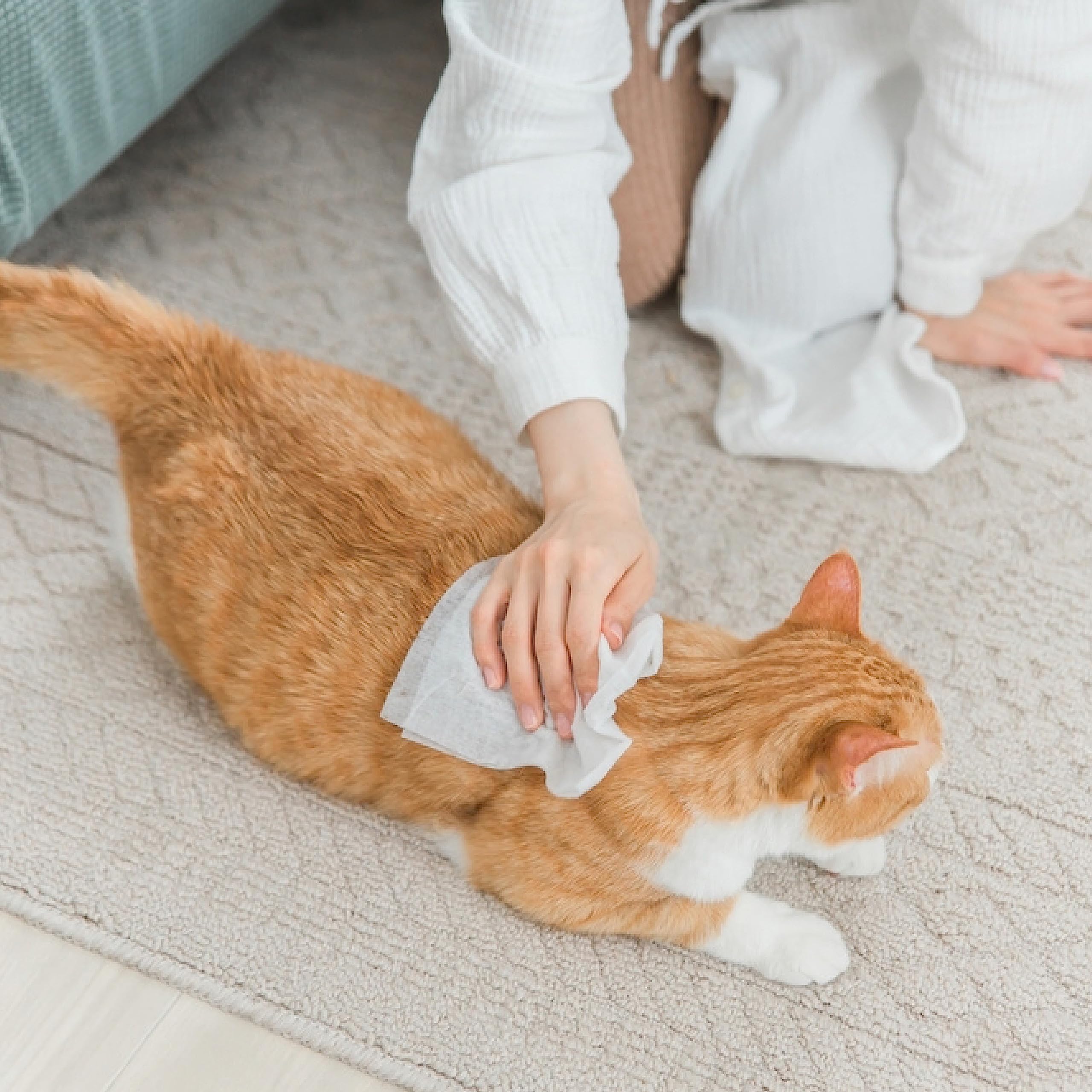 Amore Mio | 490 Salviette Biodegradabili, Igienizzanti e Purificanti, ai Fiori di Cera Extra Large per il Manto di Cani e Gatti, Disinfettanti, 30x20 cm - 14 Confezioni da 35 Salviettine