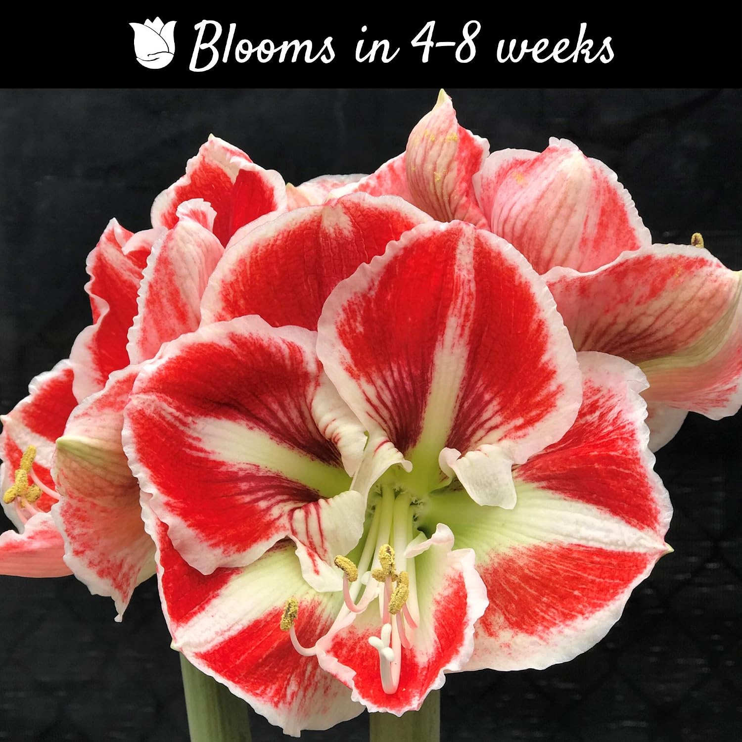 Double Amaryllis Bulb Red and White Candy Cane Amaryllis Samba | Ships from Easy to Grow TM