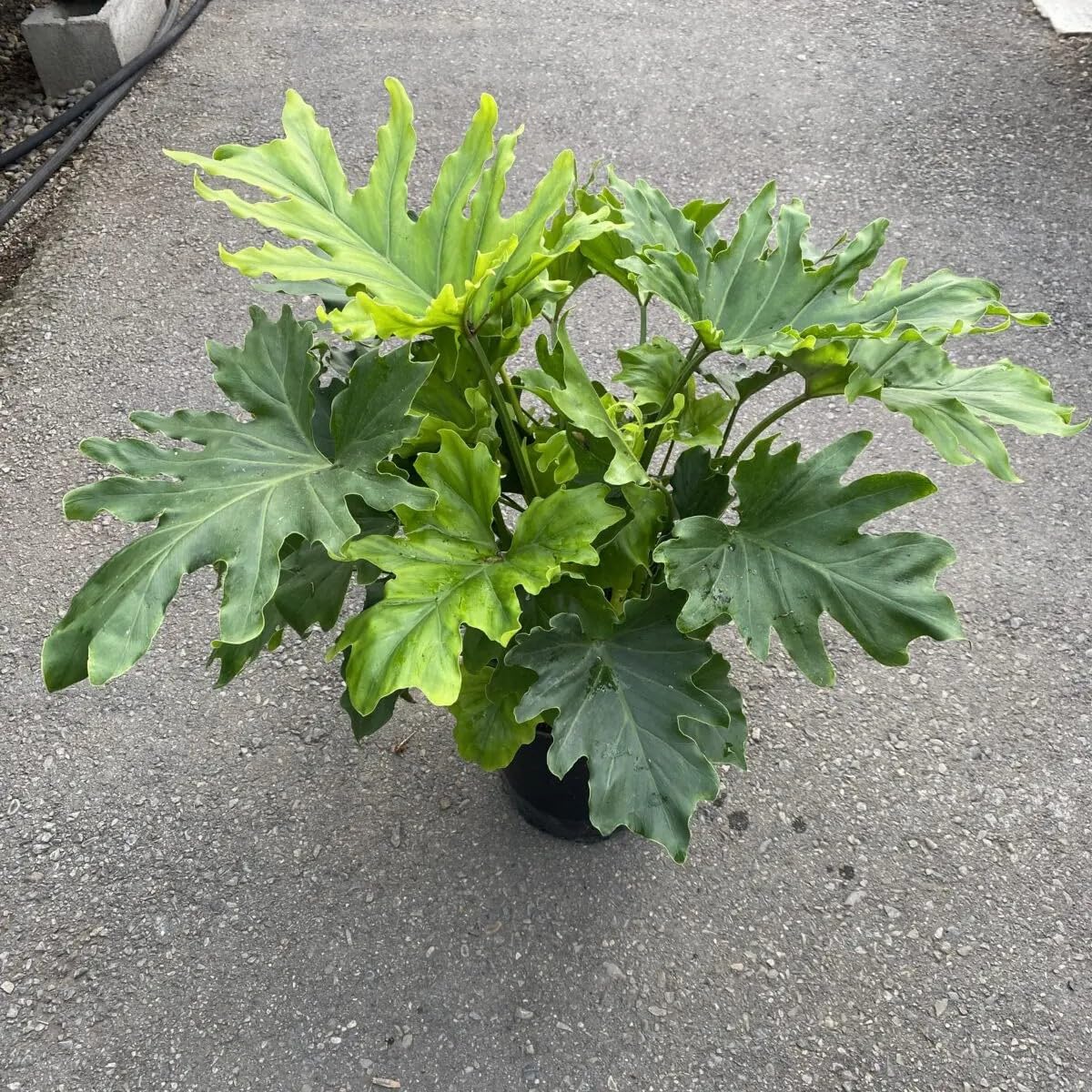 Exotic Philodendron Selloum Plant | Air Purifying Indoor Houseplant | Healthy Plant Pack of 1-image-48