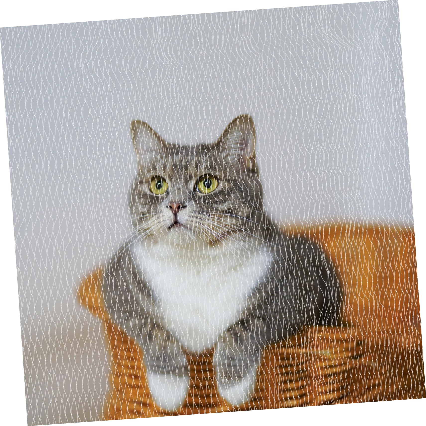 Toddmomy Katzennetz für Balkon Katzennetz für Balkon Drahtverstärkt Transparent aus Nylon Weiß Sturzschutz für Hunde und Katzen für Fenster und Dach