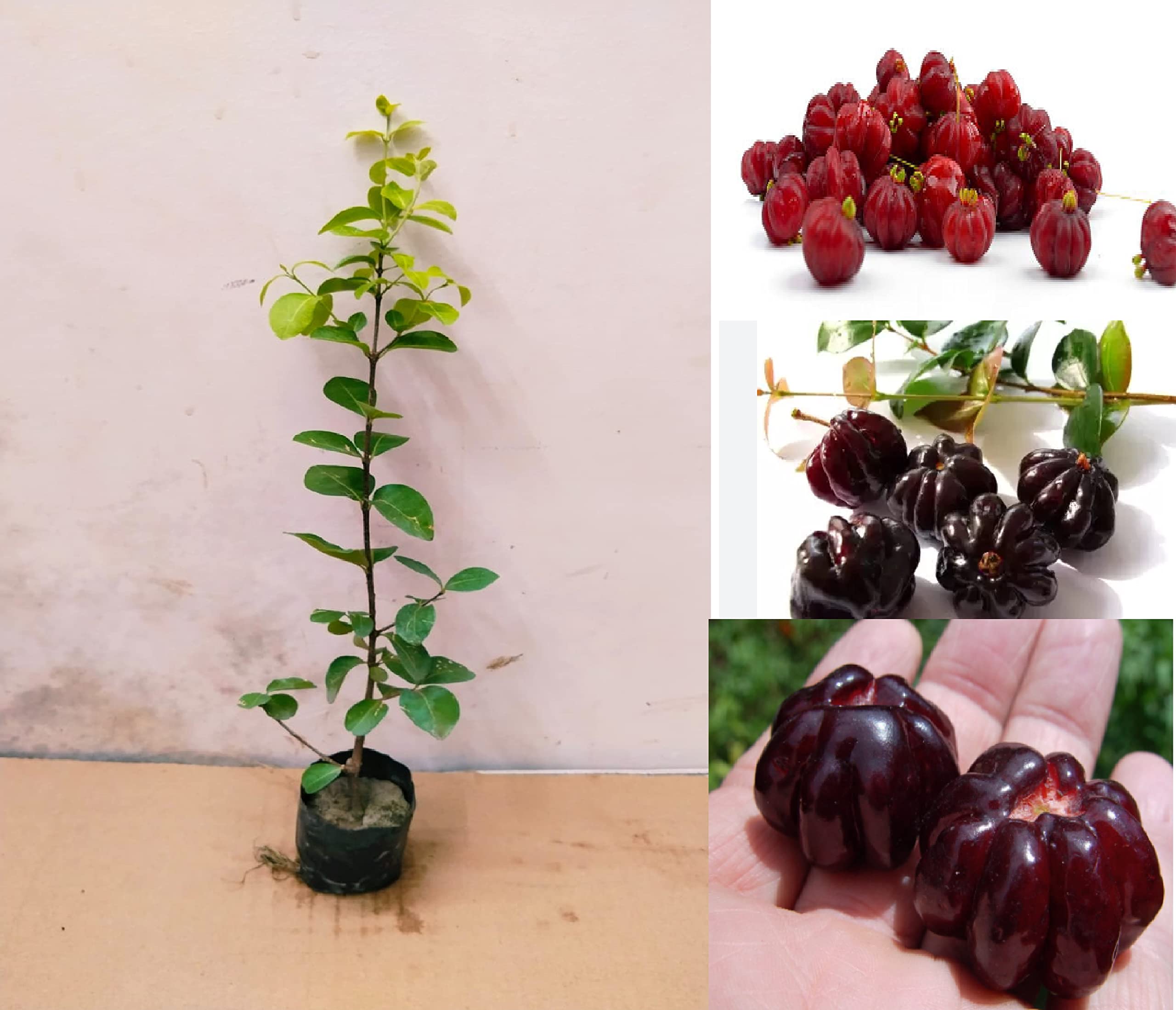 Green view "Black Surinam Cherry"Clone type hybrid - 1 Healthy Live Super Yielding Early Fruting Plant 1-1.5 Ft Height in Nursery Grow Bag for Home Garden (B0BTX74W8Y) Amazon Price History, Amazon Price Tracker