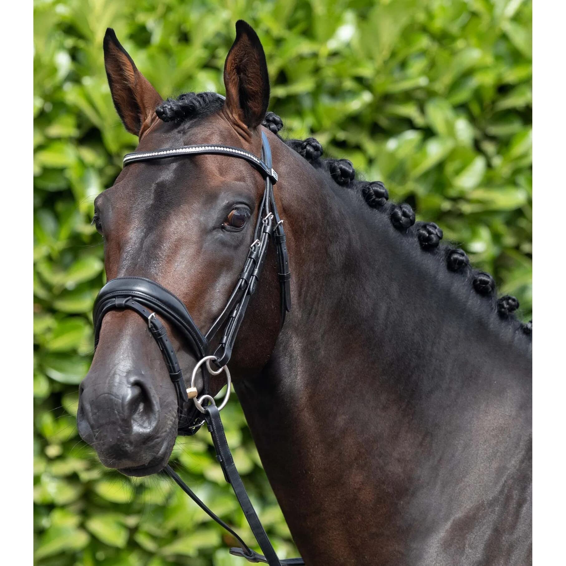 Premier Equine Cabezada anatómica combinada Stellazzio