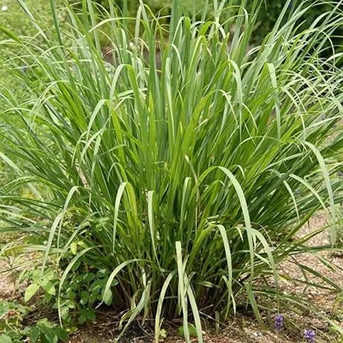 Miniatura 6 de 3 tallos de limoncillo con raíces para plantar 4 pulgadas, plantar adornos para interiores y exteriores, jardín perenne, maceta fácil de cultivar