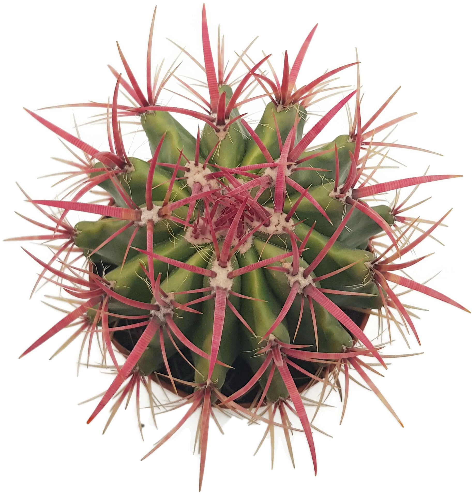 Fangblatt - Ferocactus stainesii - eindrucksvoller Kaktus mit pinken Dornen  im  13 cm Topf - pflegeleichte Zimmerpflanze - exotische Sukkulente :  Amazon.de: Garten