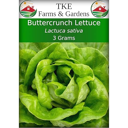 TKE Farms & Gardens - Más de 2500 semillas de lechuga Buttercrunch para plantar, 0.11 onzas, reliquia, sin OMG, instrucciones incluidas, Lactuca