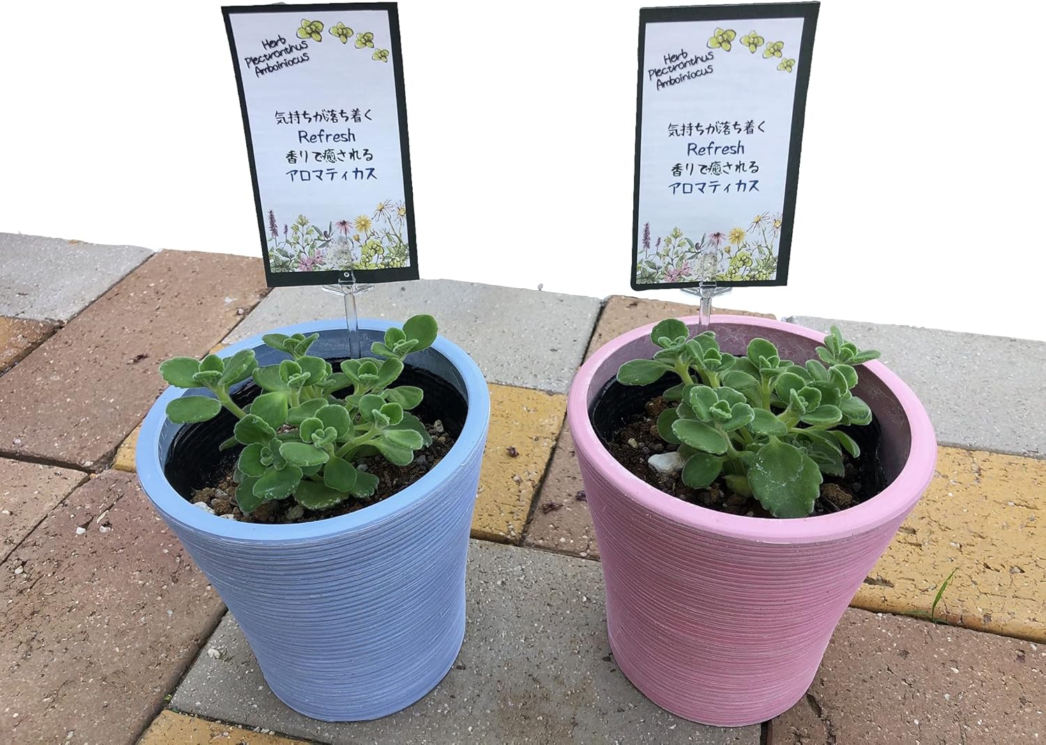 Amazon Co Jp 香りで癒される ハーブ苗 アロマティカス まだ小さい株 3 5号4個セット 化成肥料小袋付き リラクゼーション リフレッシュ ハーブ 植物 おまかせ 園芸 ガーデニング 寄せ植え 鉢花 鉢植え 苗 香り 誕生日 記念日 プレゼント 贈り物 3 5号4個 Diy Amazon Co Jp 香りで癒される ハーブ苗 アロマティカス まだ小さい株 3 5号4個セット 化成肥料小袋付き リラクゼーション リフレッシュ ハーブ 植物 おまかせ 園芸 ガーデニング 寄せ植え 鉢花 鉢植え 苗 香り 誕生日 記念日 プレゼント 贈り物 3 5号4個 Diy