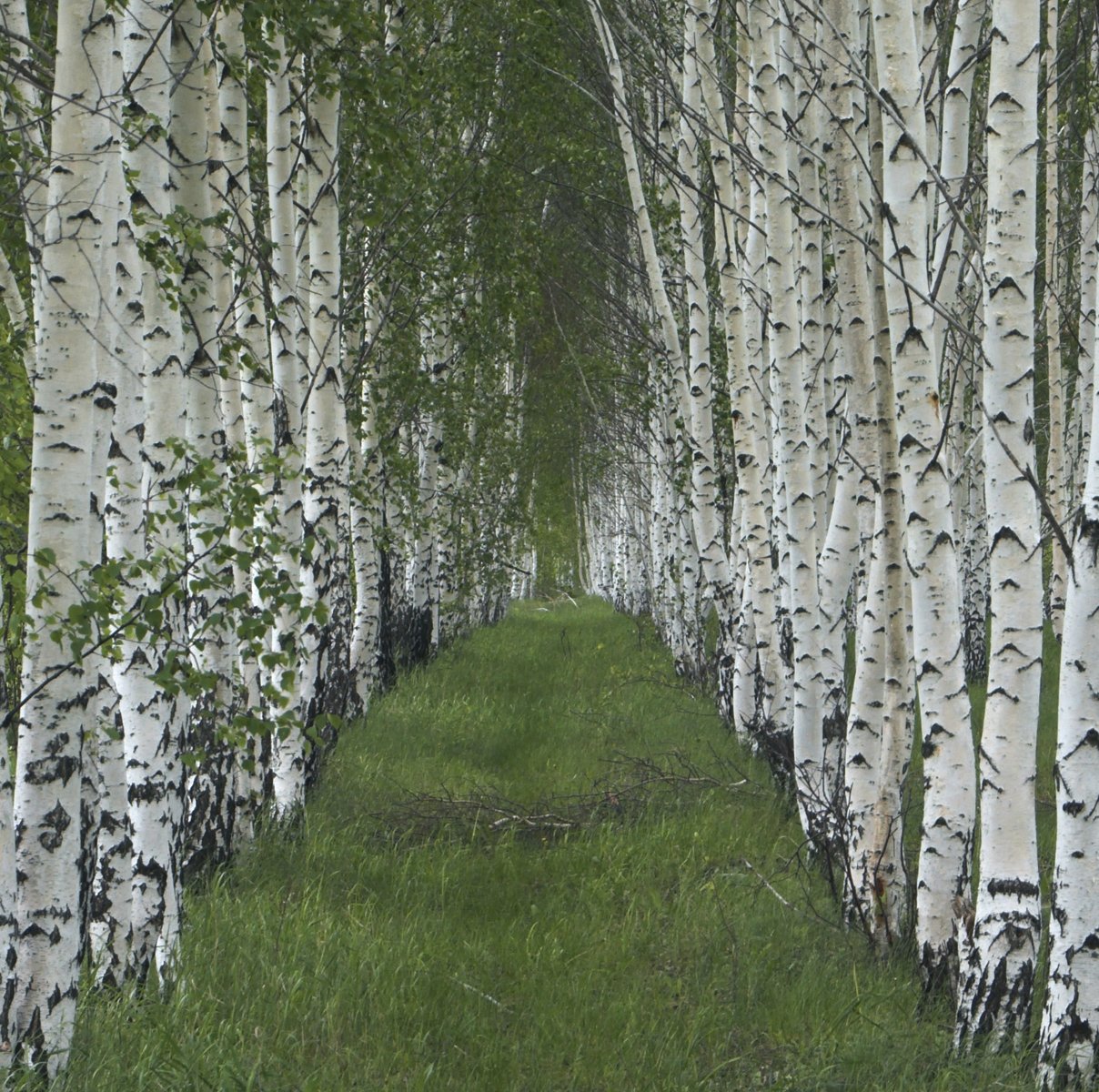 JP London SQM0073PS Birch Rows Forest Path Peel and Stick Removable Wall Decal Sticker Mural, 6' High by 6' Wide