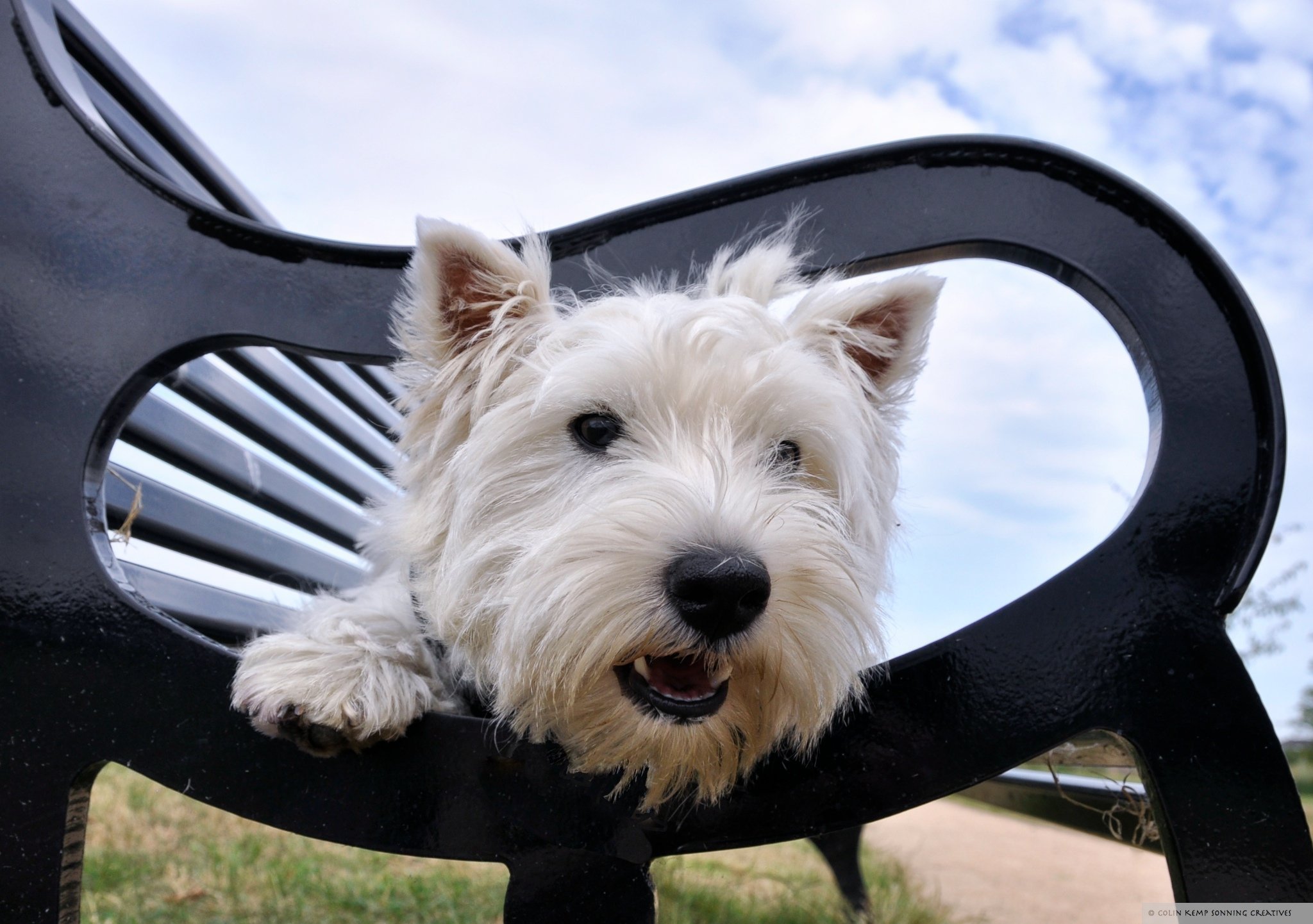 Greetings card selection West Highland Terrier pack of 5 dog lover cards & envelopes