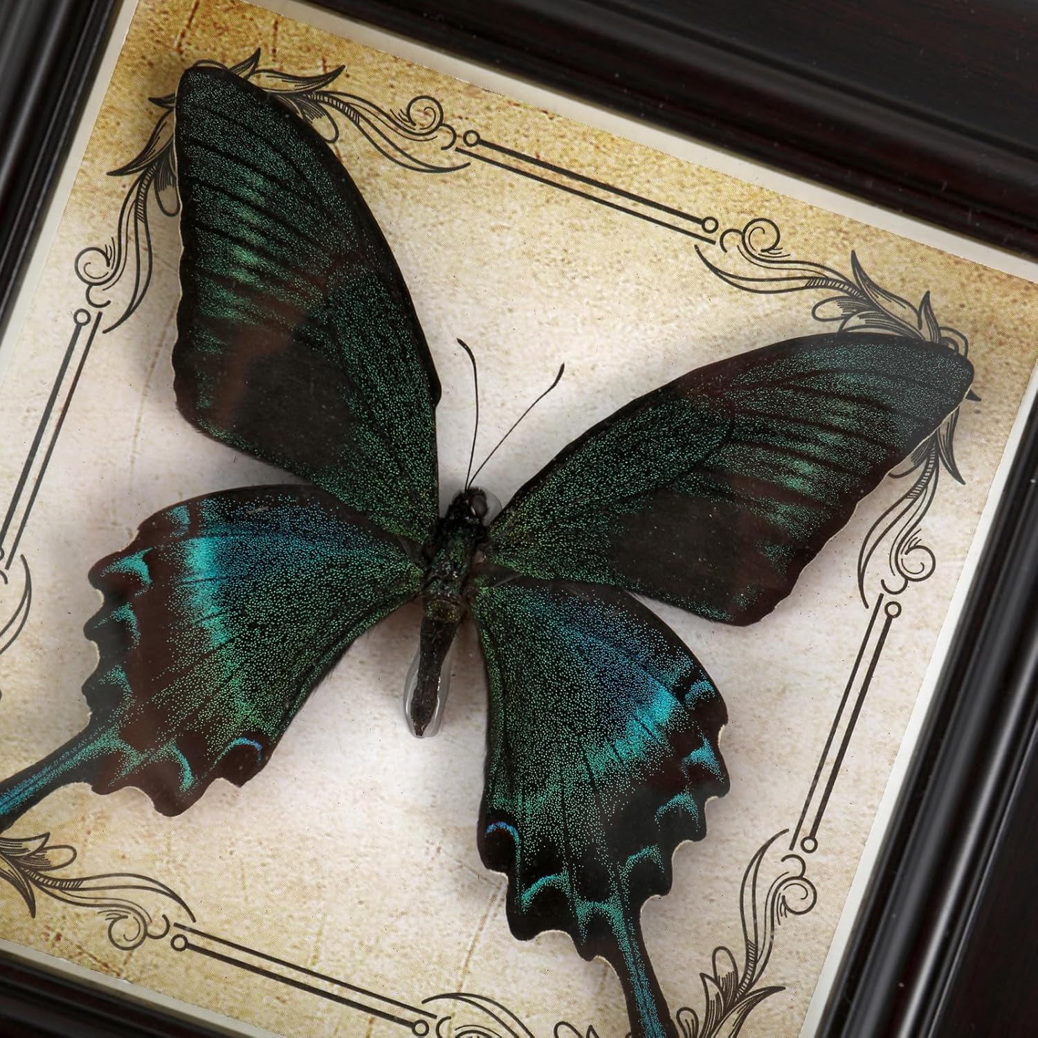 "Elegant Butterfly Picture Frame - Decorative Floral Resin Photo Frame for Wall or Tabletop Display - Perfect for Home, Bedroom, Office Decor" (Papilio Viridis)