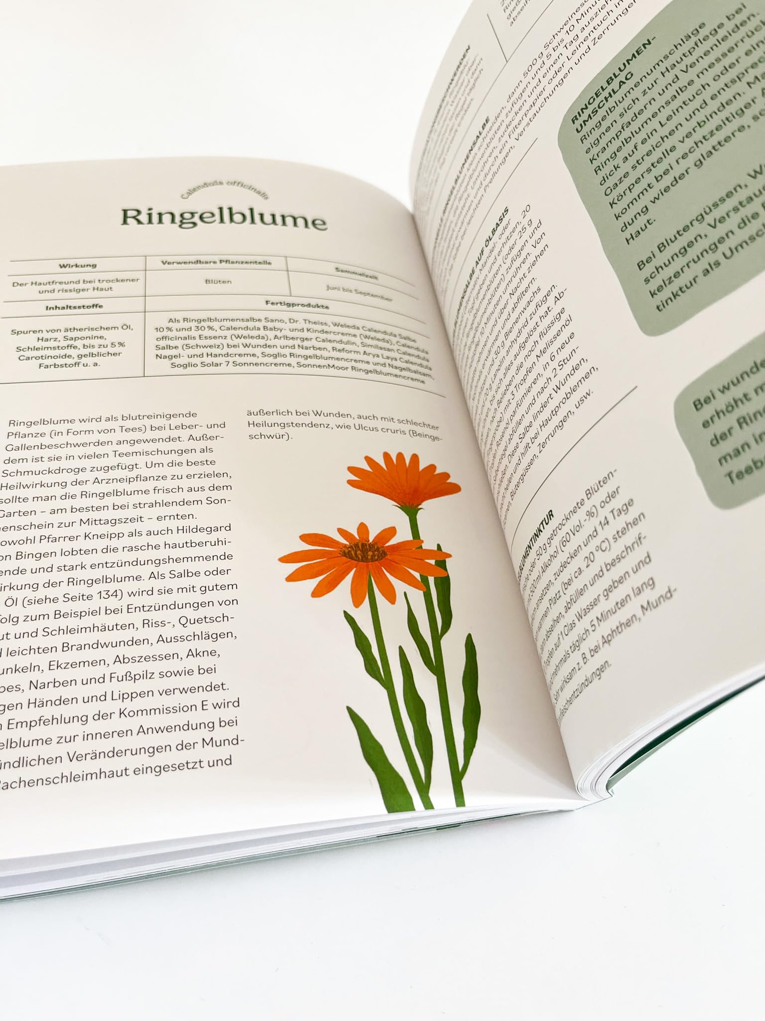 Heilen mit pflanzlichen Antibiotika: Mit 200 Rezepturen für Ihre Gesundheit. Kräutermedizin für starke Abwehrkräfte