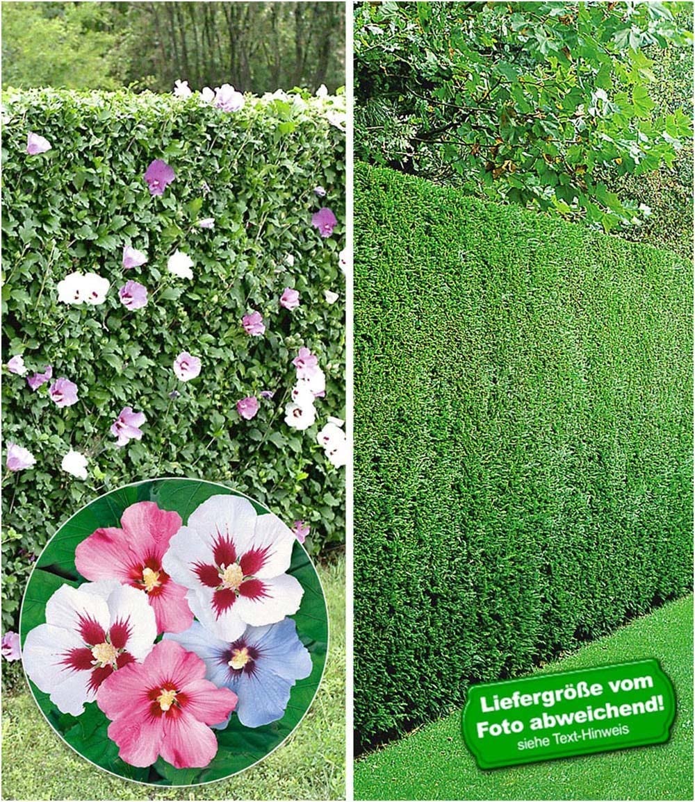 BALDUR Garten 10er Gemischte Hecken-Kollektion, Pflanzen je im 9x9 cm Topf